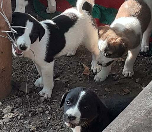 dogs-are-the-universe's-way-of-apologizing-for-your-relatives.