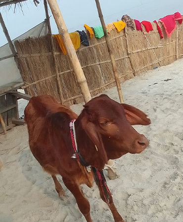 “ Animals are such agreeable friends – they ask no questions; they pass no criticisms.”