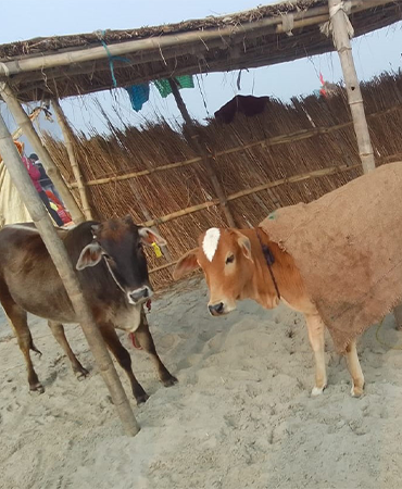 “Pets have more love and compassion in them than most humans.”